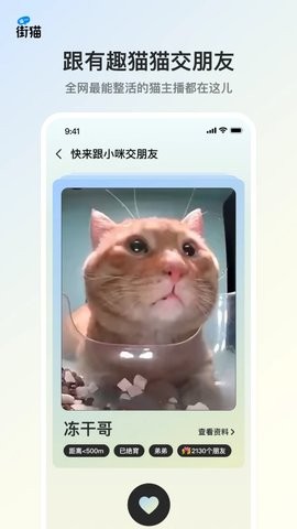 街猫救助平台